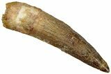 Fossil Spinosaurus Tooth - Real Dinosaur Tooth #316765-1